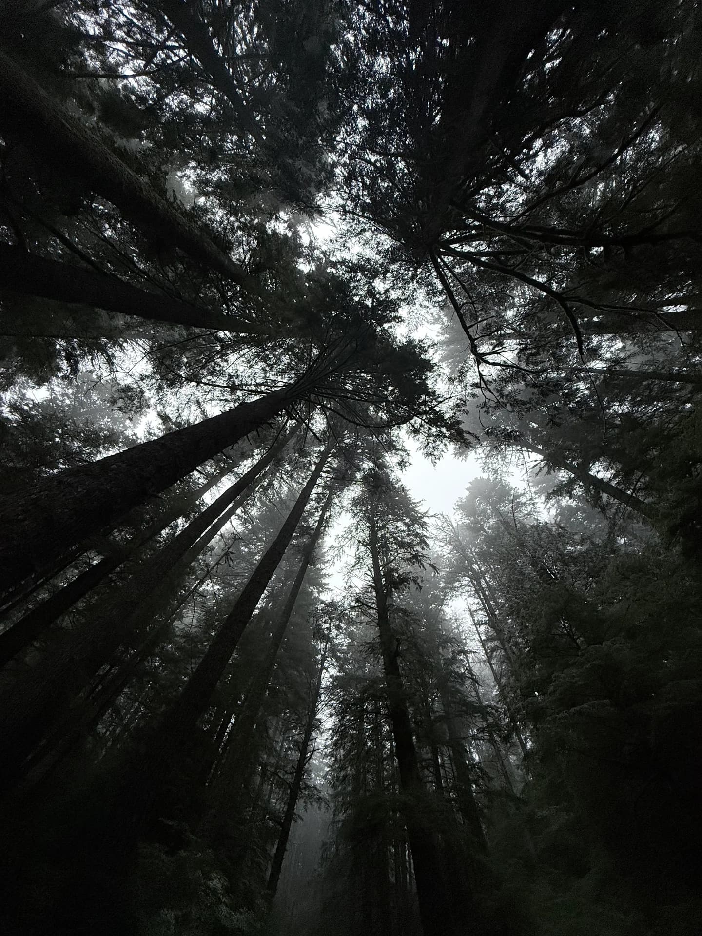 Looking up through a misty forest canopy