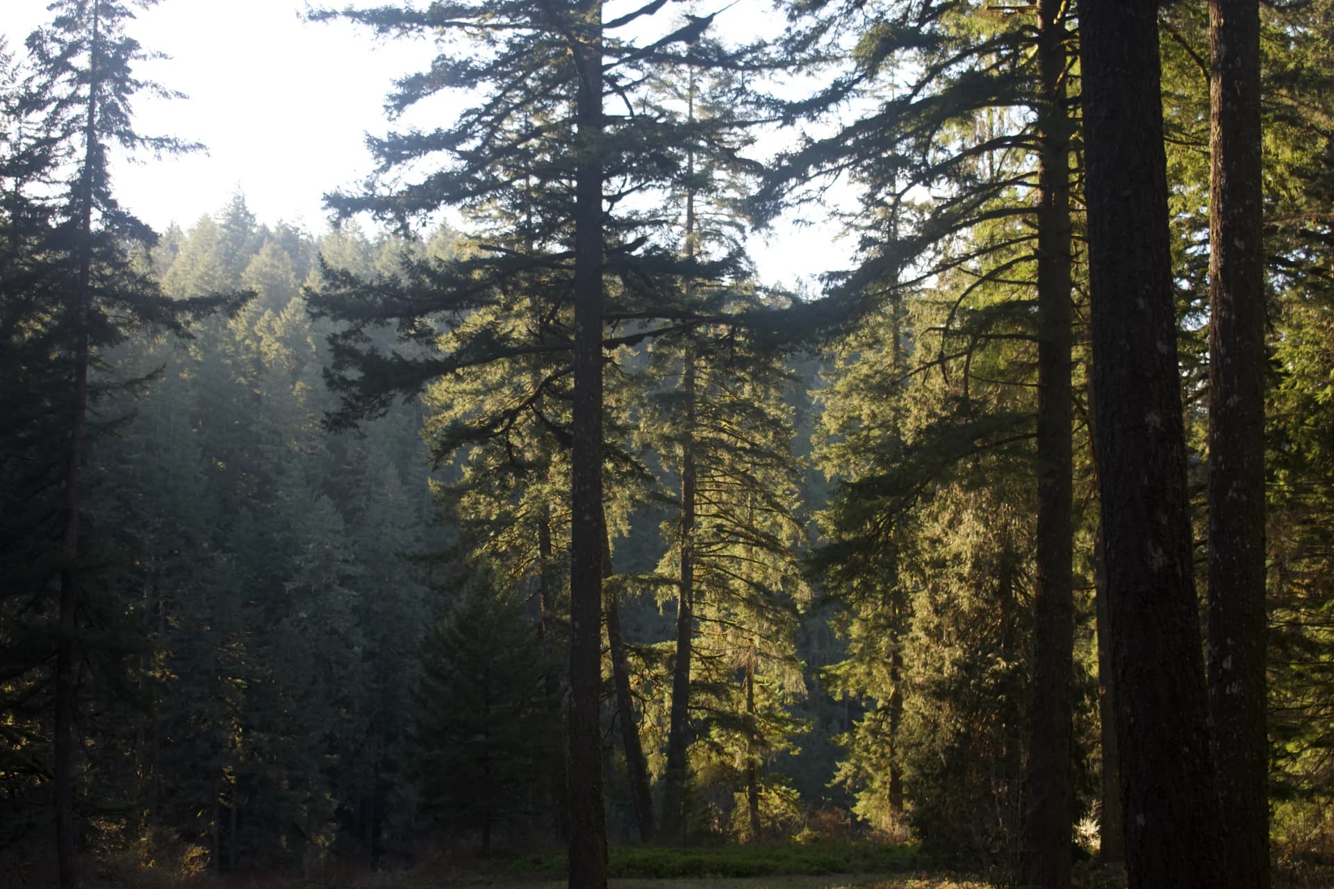 Sunlight falling through a forest