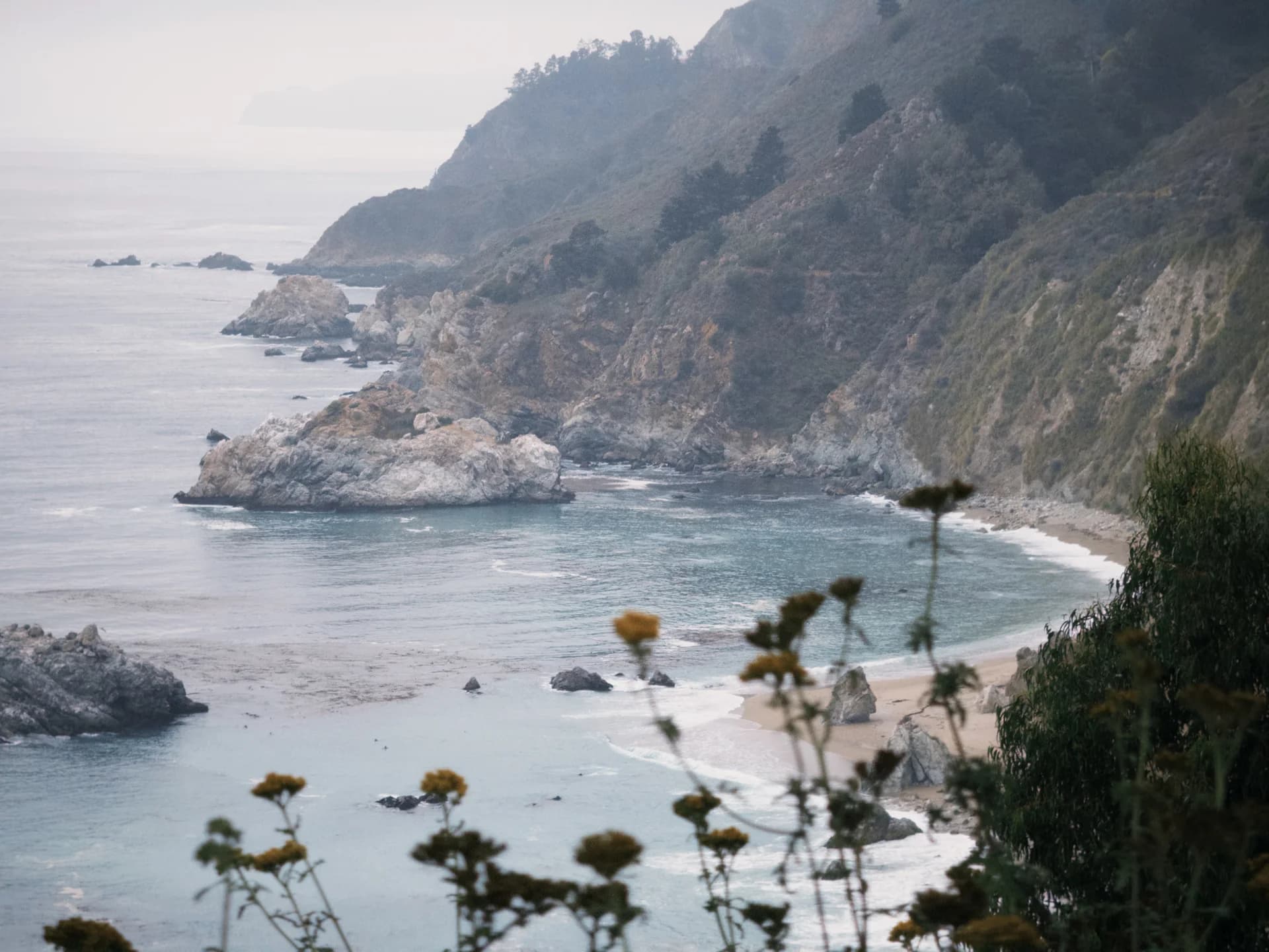Wildflowers above a rocky coastal cove