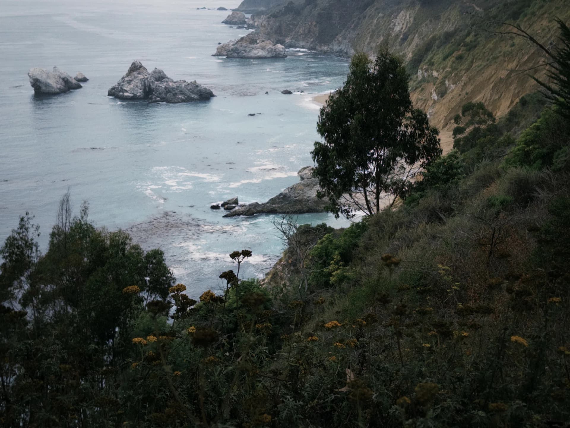Trees framing a quiet cove