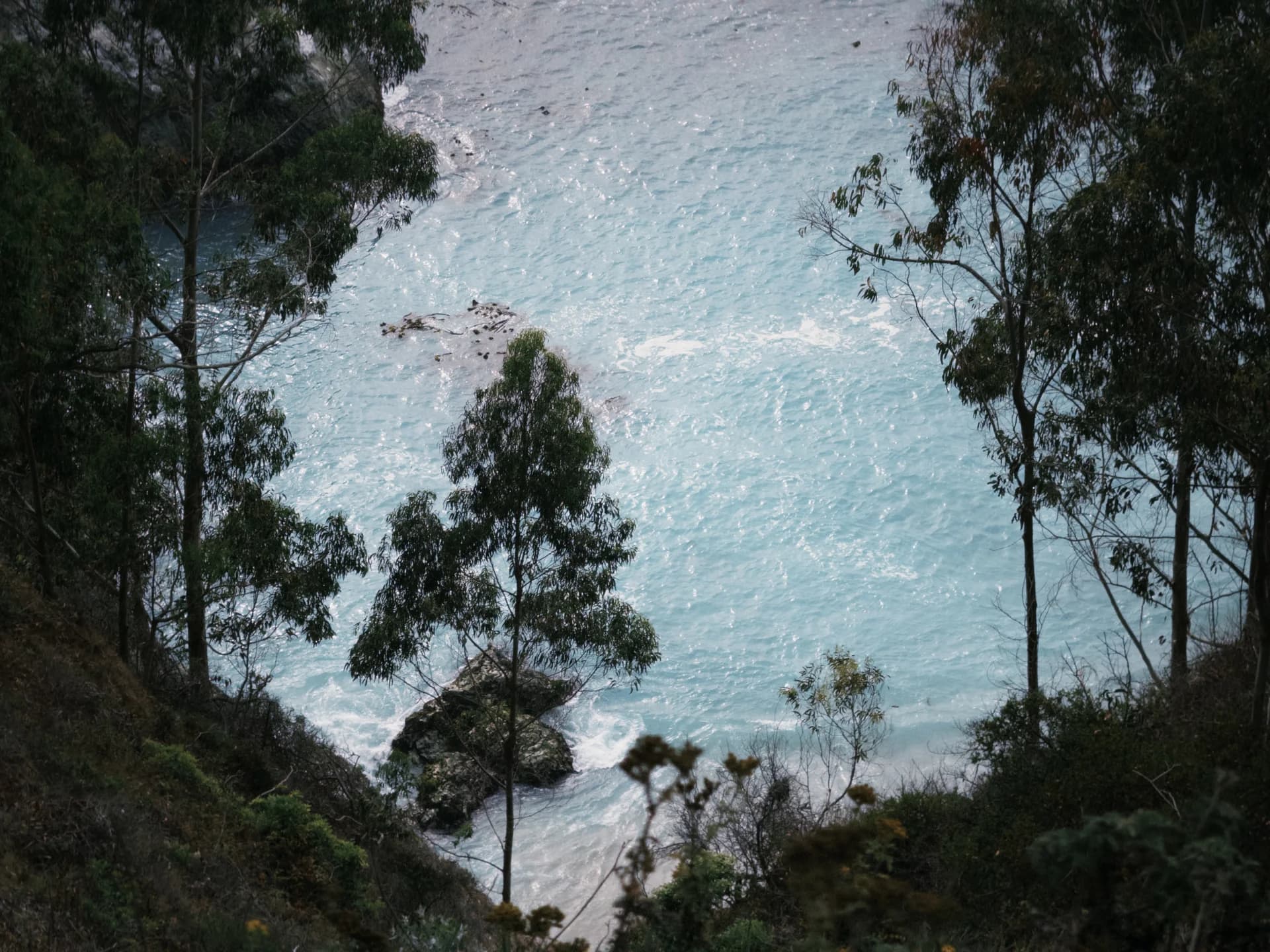 Blue water through the coastal trees
