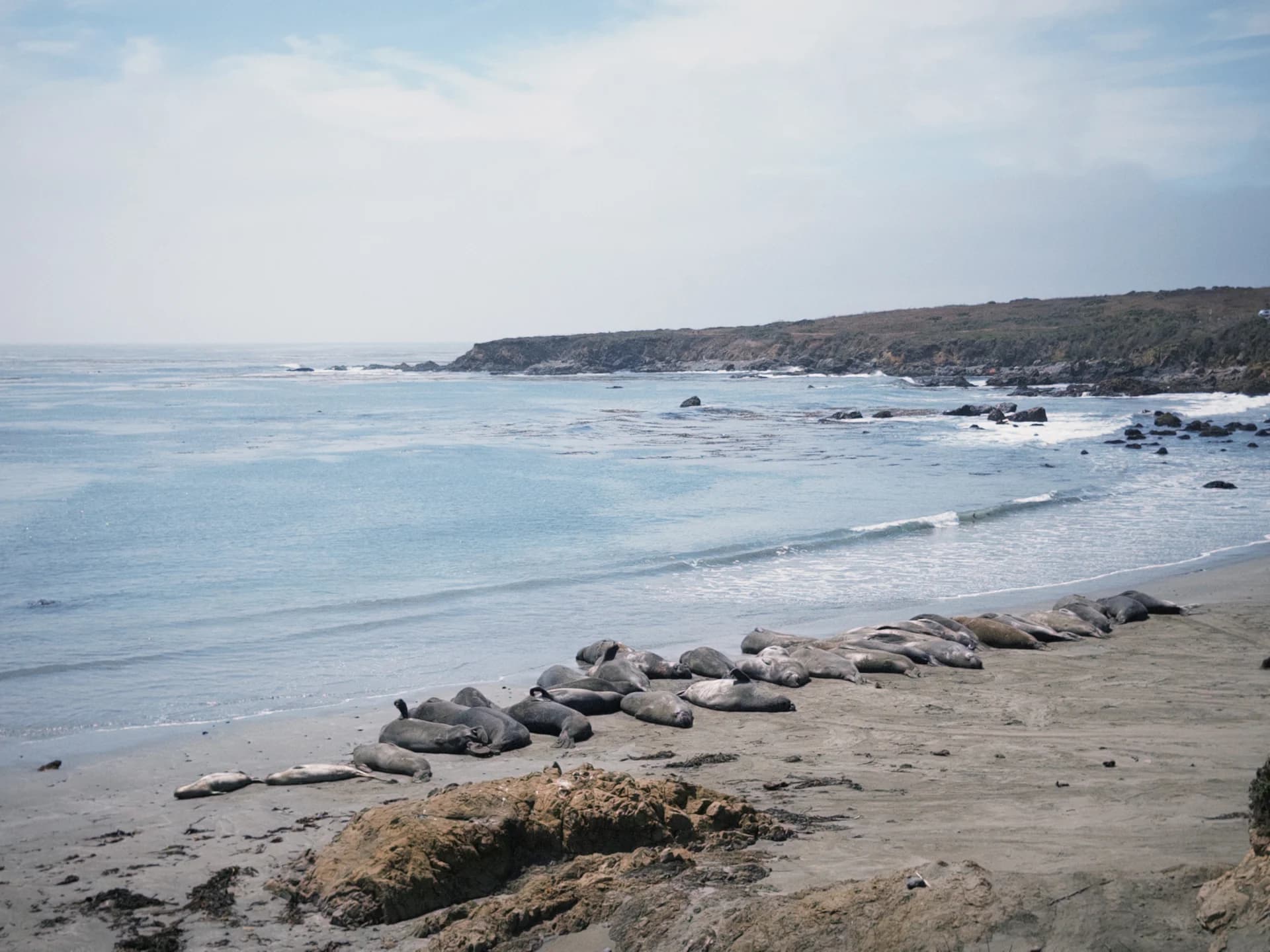 Elephant seals resting on the beach