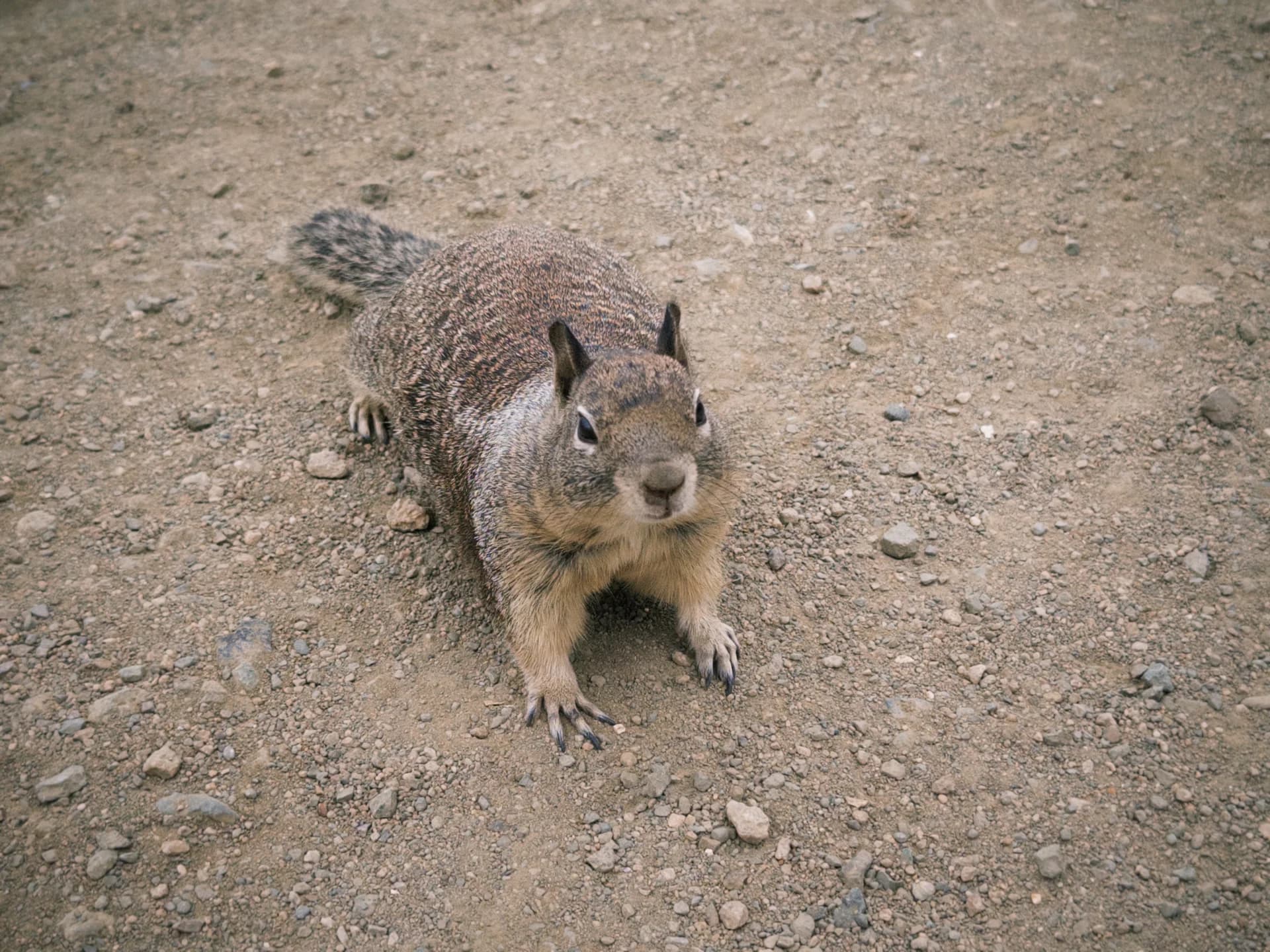 A curious squirrel on the trail