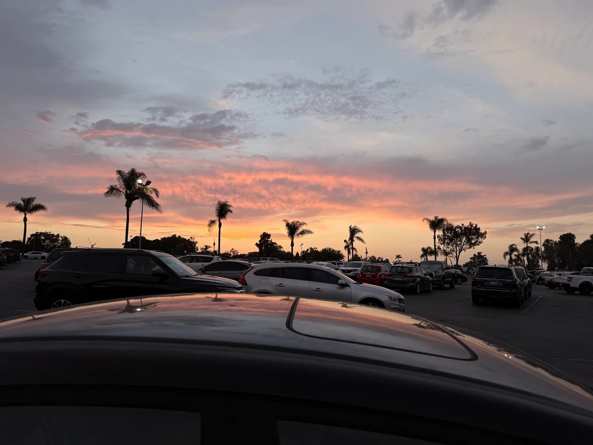 Pink sunset clouds above the palm trees
