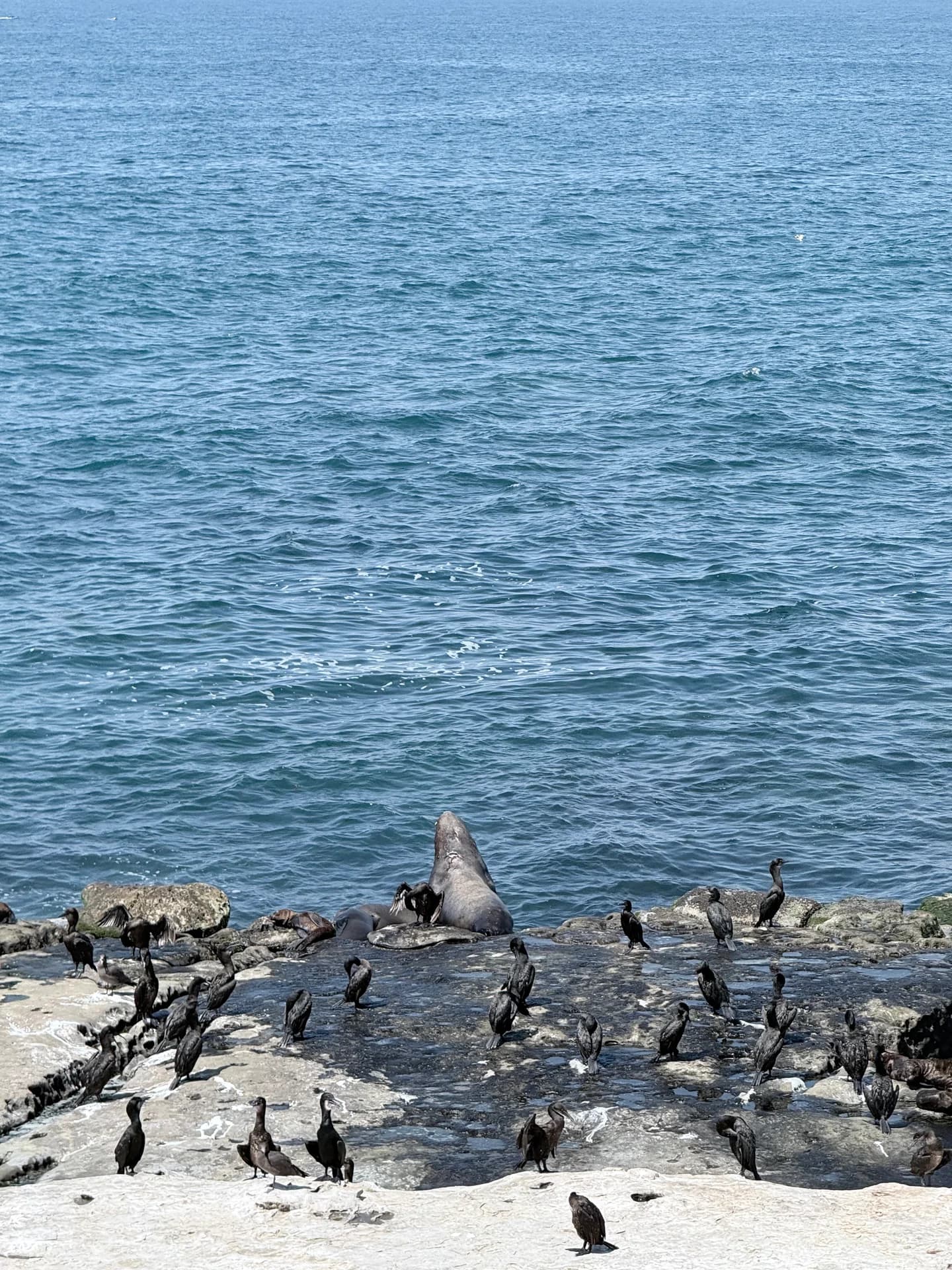 Seabirds and sea lions by the ocean